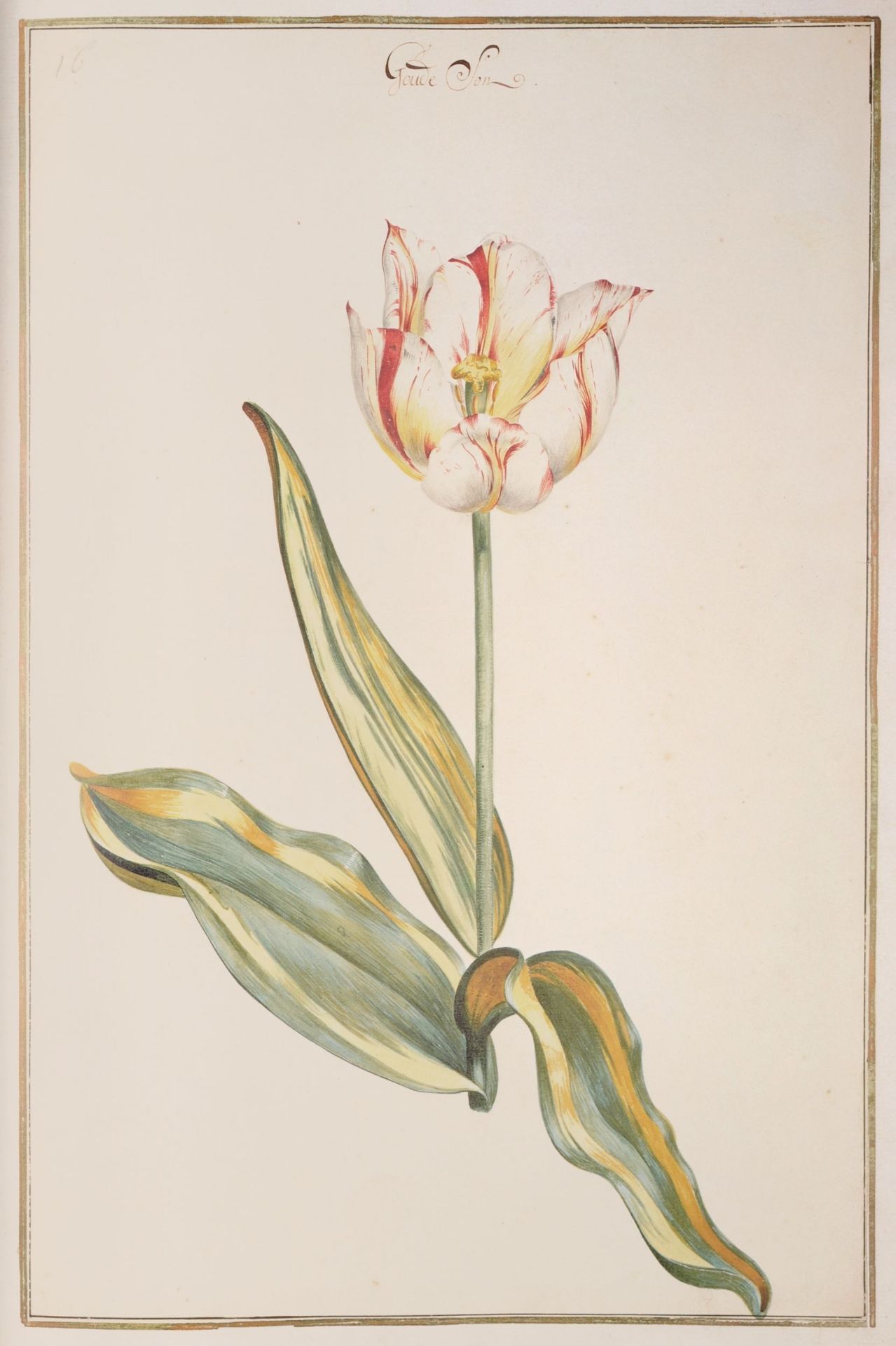 "Karlsruher Tulpenbuch". Ca. 1730. - Bild 5 aus 7