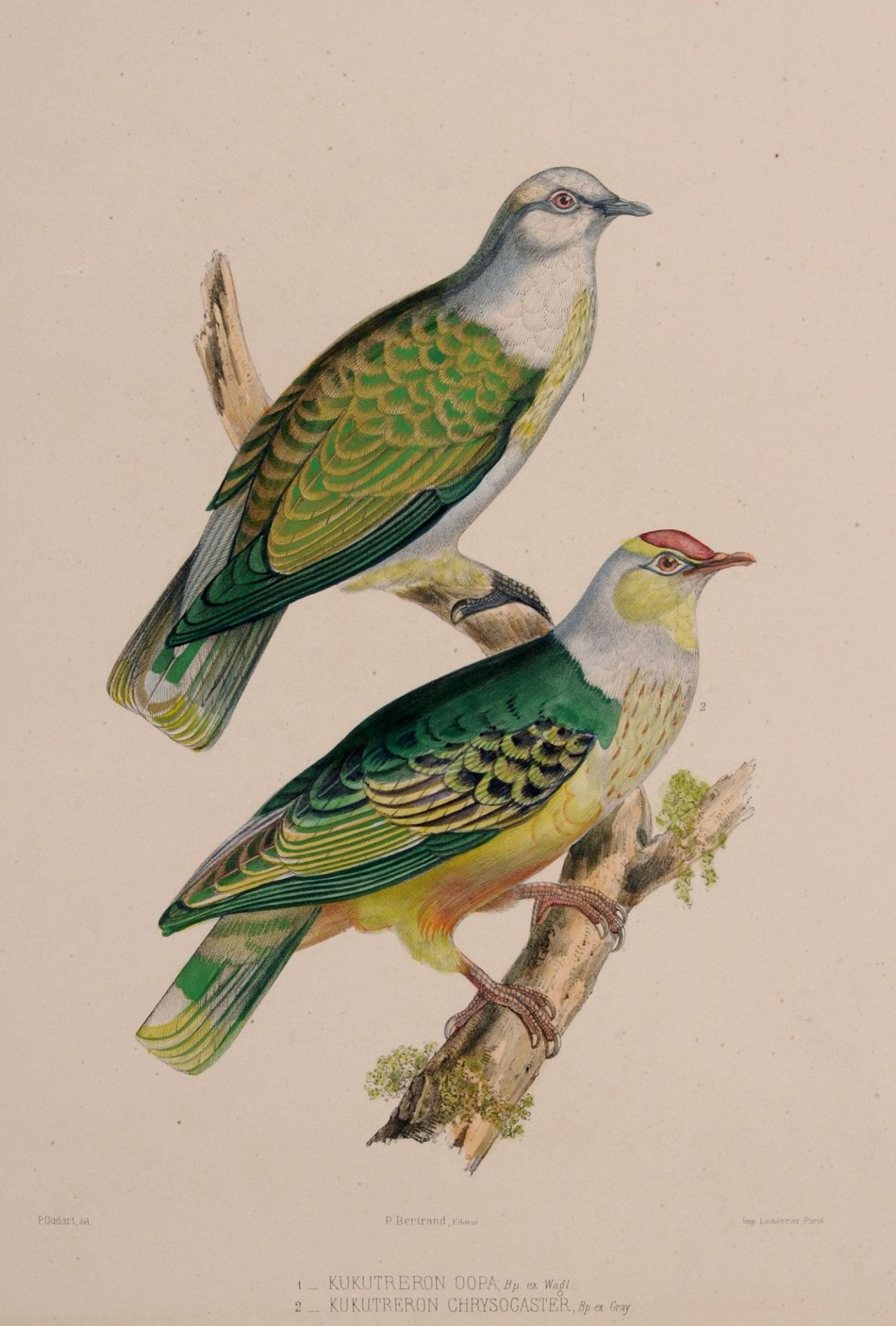 Joseph Lemercier, Drei Taubendarstellungen. 1857. - Bild 3 aus 3