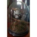 A good 19th Century Taxidermy of a Bird in a glass dome and ebonised base.