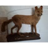 A good Taxidermy of a Fox.