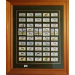 A framed collection of Cigarette Cards of famous Irish Greyhounds. 46 x 53cm.