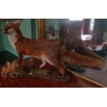 A really good Taxidermy of a Fox killed on the land.