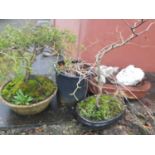 A quantity of Potted Plants.