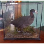 A good 19th Century Taxidermy of a Bird in a glass dome and ebonised base.