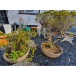 A pair of Bonsai in reconstituted stone pots.