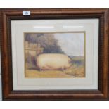 Two Coloured Prints of Pigs. Well framed. 31 x 23 cms.