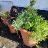 A good quantity of Terracotta style Flower Pots.