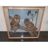 A really good Taxidermy of two Owls.59w x 22d x 57h cms.