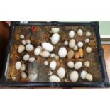 A 19th Century cased Taxidermy of Eggs.42w x 15d x 30h cms.