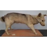 A very large Taxidermy of a Dog.51h x 100L cms.