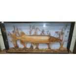 A good Taxidermy of a Pike with inscription for 1897.122w x 15d x 57h cms.