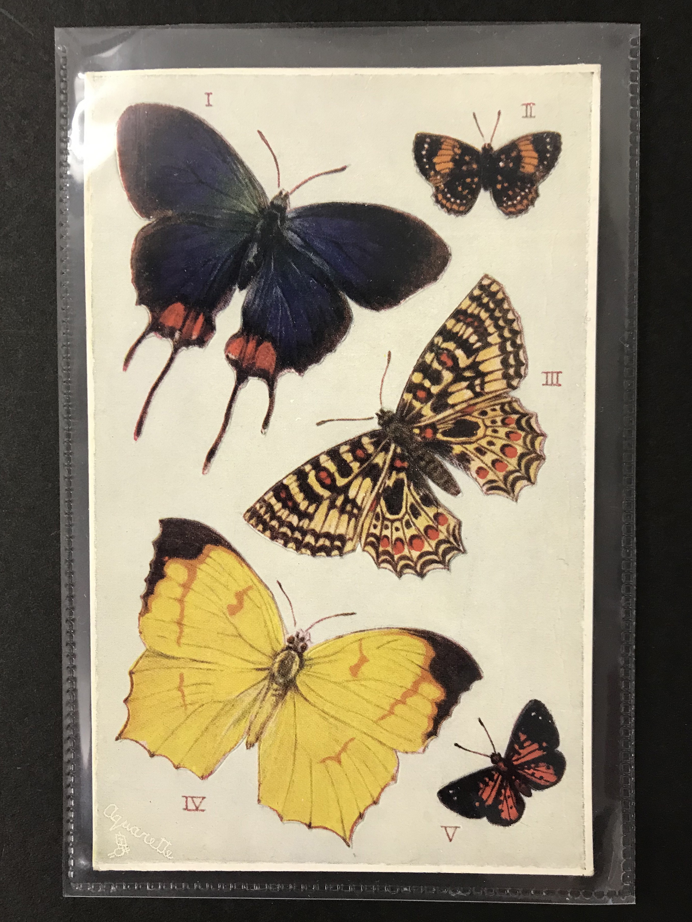 RAPHAEL TUCK BUTTERFLIES ON THE WING SERIES I NUMBER 3390 COMPLETE SET OF SIX POSTCARDS - Image 3 of 8