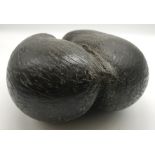 COCO DE MER NUT SEED