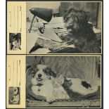 TWO VINTAGE ISRAELI POSTCARDS WITH COUPONS- DOGS AND CATS