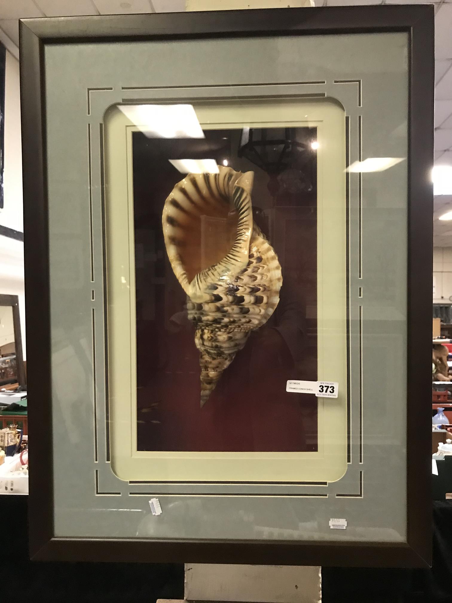 FRAMED CONCH SHELL DISPLAY