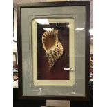 FRAMED CONCH SHELL DISPLAY