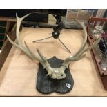 SET OF MOUNTED ANTLERS