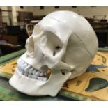 ANATOMICAL MEDICAL LIFE SIZE SKULL - ARTICULATED JAW & SKULL TOP