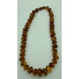 Large graduated Baltic amber necklace