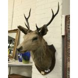 MOUNTED DEERS HEAD - 6 POINTER