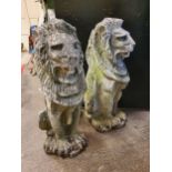 A pair of concrete seated garden lions, height 72 cm, please note this is heavy.