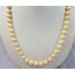 A single row uniform cultured pearl necklace, composed of 80 beads of 7 mm diameter, to a 9ct gold