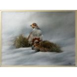 John Naylor (b.1960), English Partridges in snow, pastel, signed, 32 x 43cm, frame. ARR.