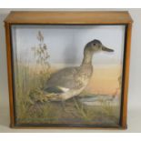 Taxidermy, a female Teal (Anas crecca), cased, 32 x 30 x 14 cm.