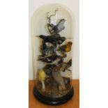 Taxidermy, A Victorian collection of exotic birds, including a Didric Cuckoo (Chrysococcyx caprius),