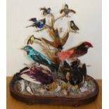 Taxidermy, a Victorian collection of exotic birds on branch, to include Hummingbirds, to a