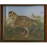 Taxidermy, a Woodcock (Scolopax rusticola), cased, 34 x 28 x 14 cm.