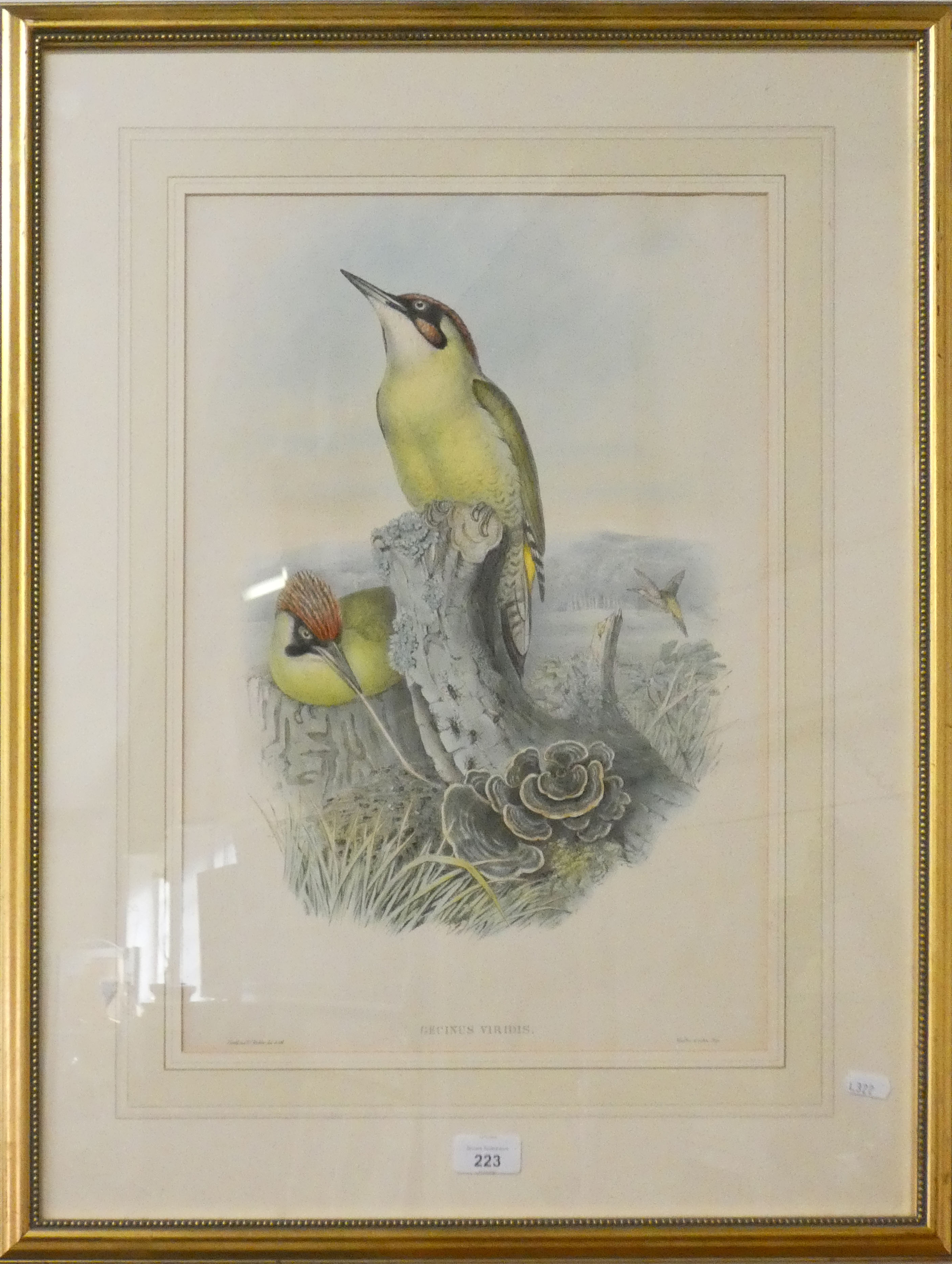 After John Gould(1804-1881), Gencinus Viridis, European green woodpecker colour lithograph, 50x34cm