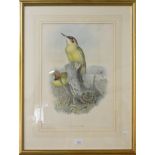 After John Gould(1804-1881), Gencinus Viridis, European green woodpecker colour lithograph, 50x34cm