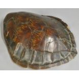 An unworked turtle shell, 52 x 45 cm.