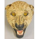 Taxidermy, an Edwardian African leopard's head, (Panthera pardus), with adjustable steel wall mount,