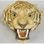 Taxidermy, an Edwardian tigers head, modelled with snarling mouth, table top mount. 35 cm.