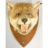 Taxidermy, a fox mask mounted on oak shield, taxidermist label verso F.W. Bartlett, 23 High