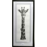 Gary Hodges, signed limited edition print Masai Giraffe with oxpecker 221/850, 58x20cm