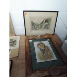 A print of lion after Sheila Cooper in heavy set pine frame