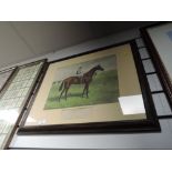 A full colour print of race horse Velocity