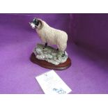 A Border Fine Arts study, Blackie Tup B0354, limited edition 1353/1750 with certificate and boxed