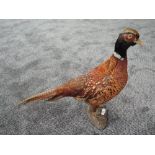 A Taxidermy of a Male Pheasant on stone base