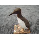 A Taxidermy of a Guillemot on naturalistic base mounted on board