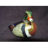 A Royal Crown Derby paperweight. Carolina Duck modelled and decoration design by John Ablitt. This