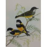 A lithographic print after Gould & Hart, bird study, Pachycephala Schlegeli, 20in x 14in