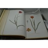 Botany. Dykes, W. R. & E. K. - Notes on Tulip Species. London: Herbert Jenkins, 1930. Illustrated