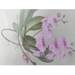 A watercolour, A Shelley Lloyd, Phalaenopsis, still life, signed, framed and glazed, 50 x 37cm