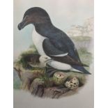 Two lithographic prints, after Gould & Hart, bird studies, Pachycephala Schlegeli, and Alca Torda,