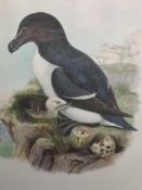 Two lithographic prints, after Gould & Hart, bird studies, Pachycephala Schlegeli, and Alca Torda,