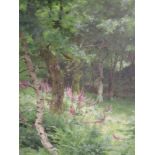 An oil painting, A Oliver, woodland glade with foxgloves, signed, framed and glazed, 73 x 53cm
